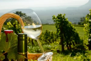 Discover the Essence of Wine Country
